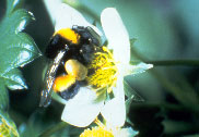 BOMBI