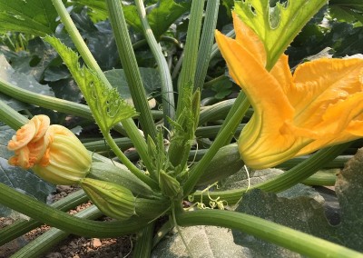 Fiori di zucca