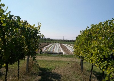 Filare di alberi e campi