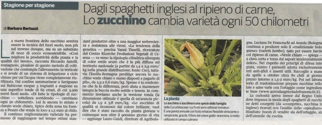 Zucchino di qualità