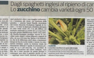 Zucchino di qualità