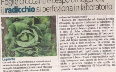 Il radicchio biologico