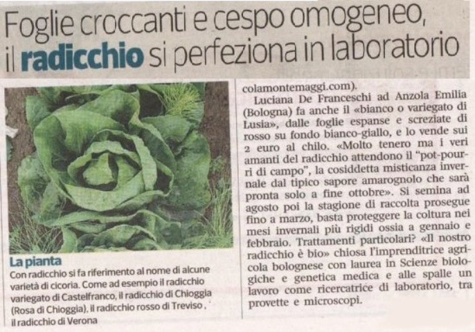 Il radicchio biologico